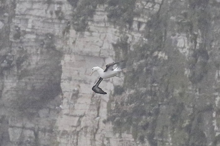 Black-browed Albatross