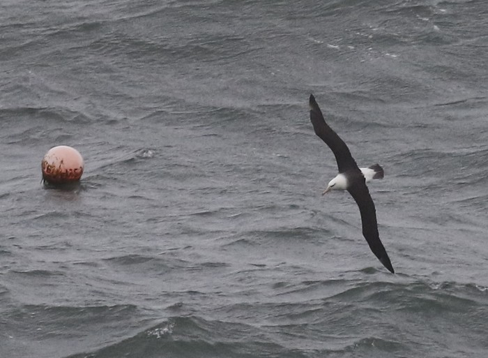 Black-browed Albatross