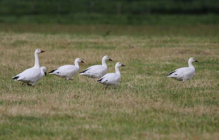Snow Goose