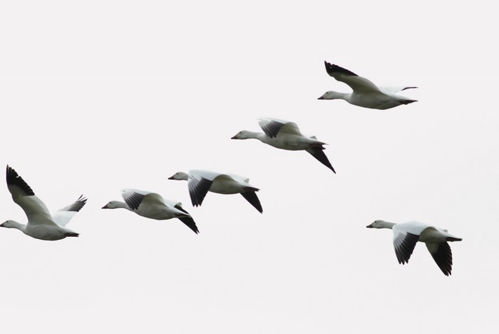 Snow Goose