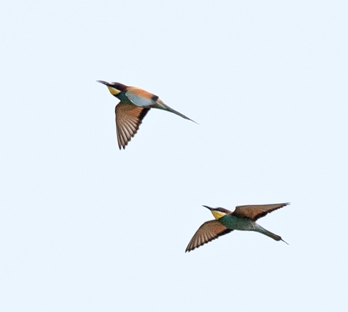 Bee-eater
