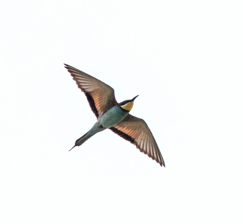 Bee-eater
