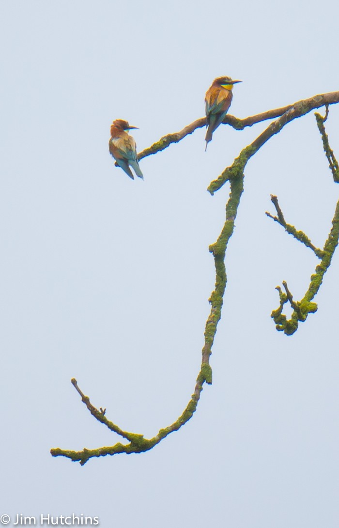 Bee-eater