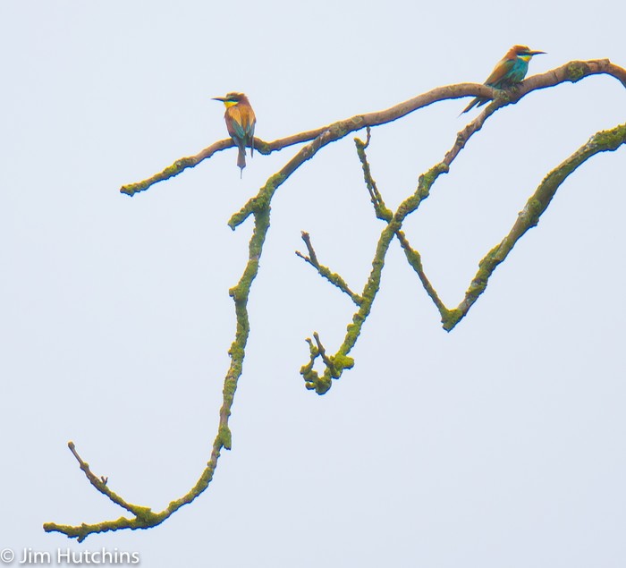 Bee-eater