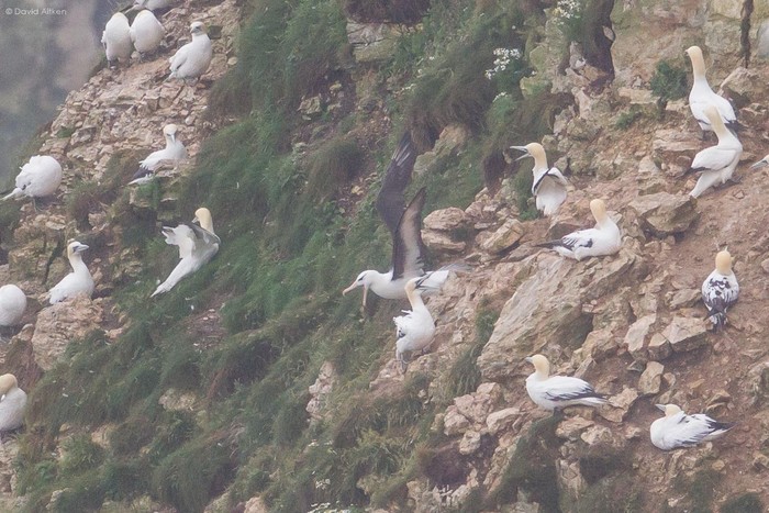 Black-browed Albatross