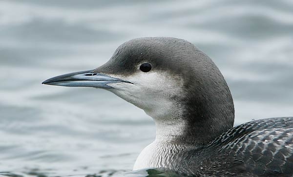 Black-throated Diver