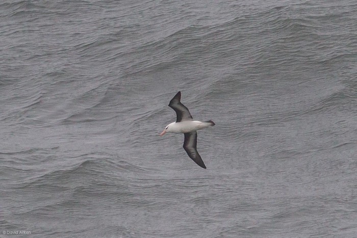 Black-browed Albatross