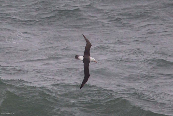 Black-browed Albatross