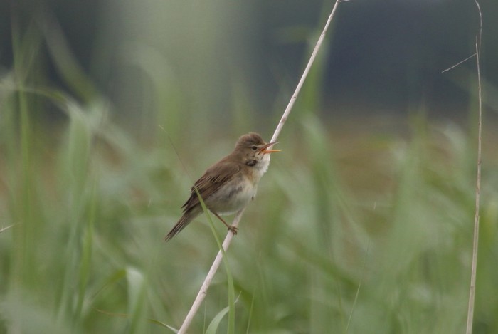Marsh Warbler
