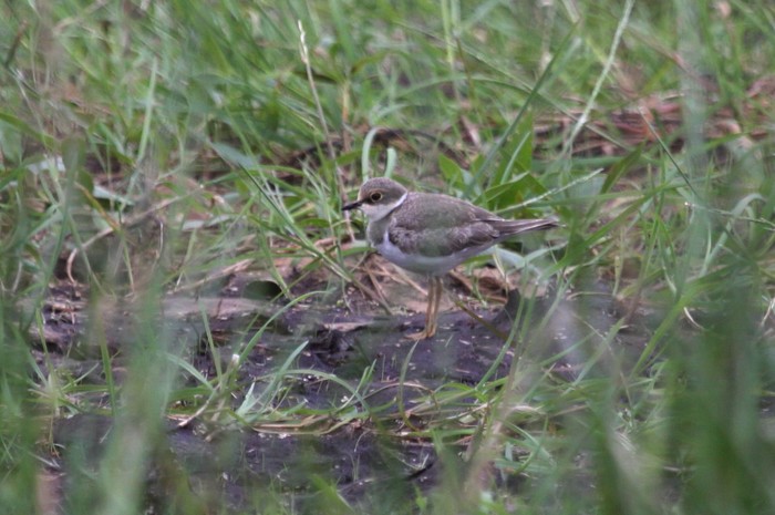 Little Ringed Plover