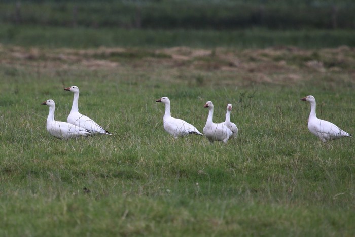 Snow Goose