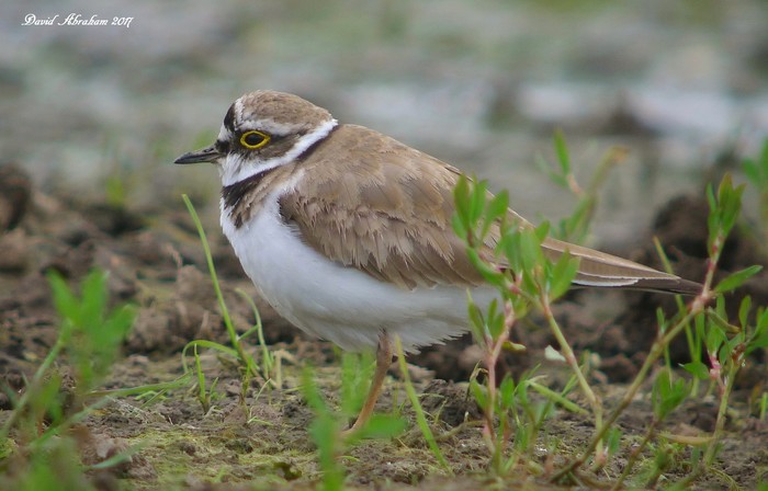 Little Ringed Plover