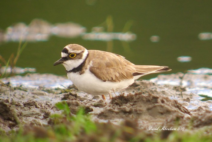 Little Ringed Plover