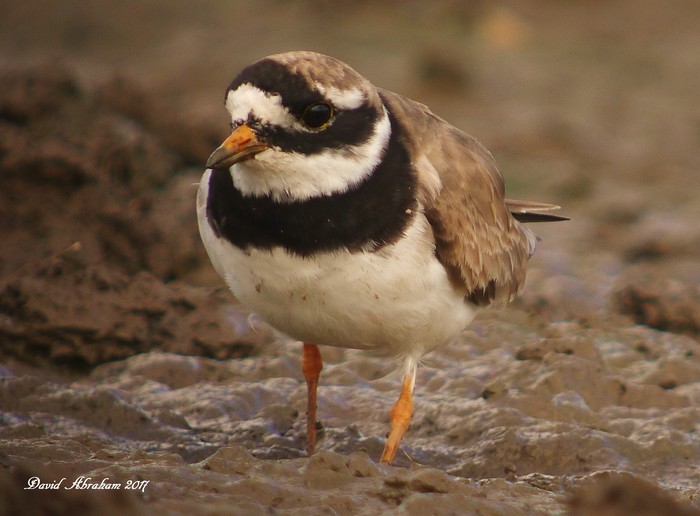 Ringed Plover