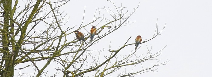Bee-eater