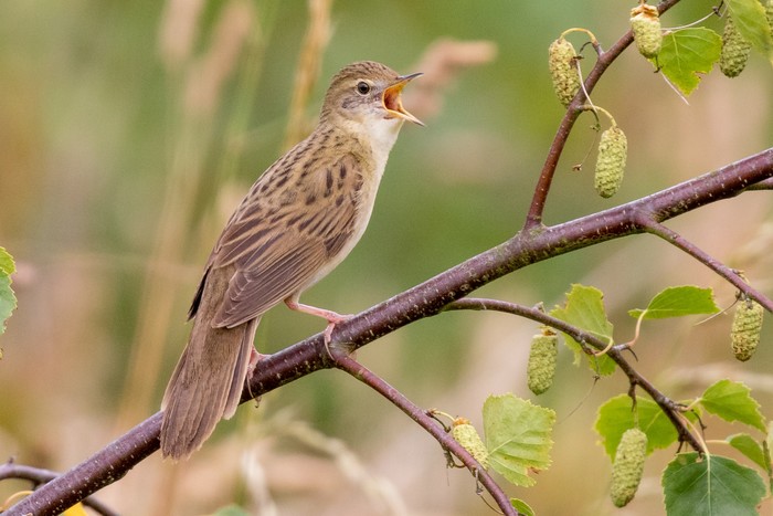 Grasshopper Warbler