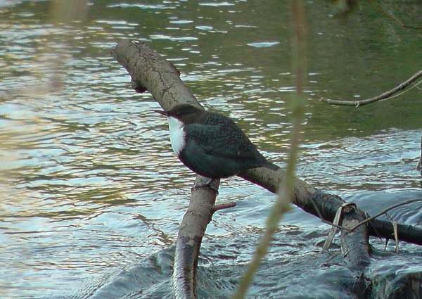 Black-bellied Dipper