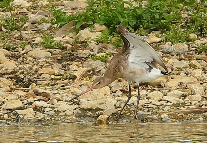 Black-tailed Godwit