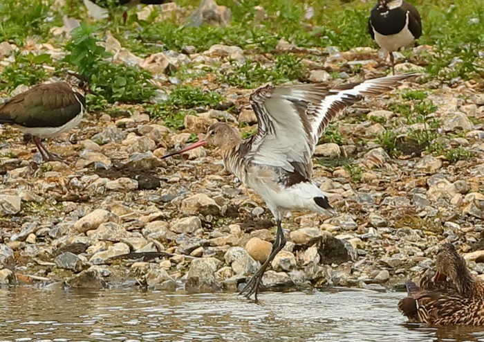 Black-tailed Godwit