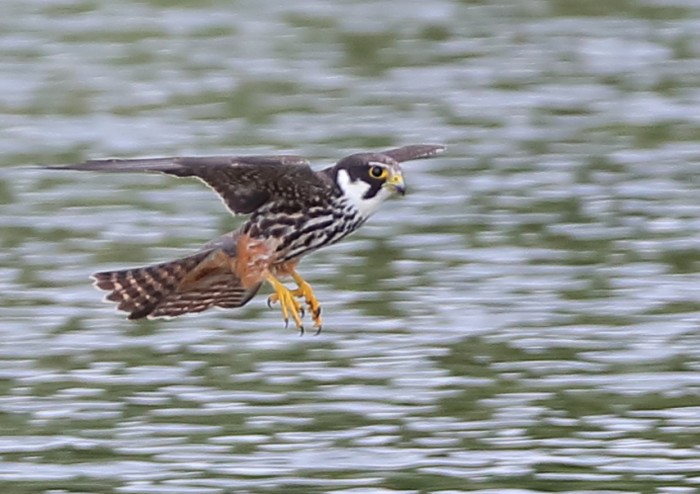 Hobby