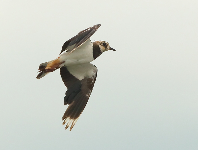 Lapwing