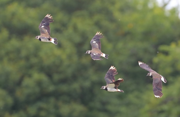 Lapwing