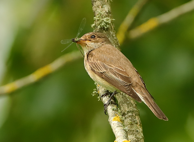 Spotted Flycatcher