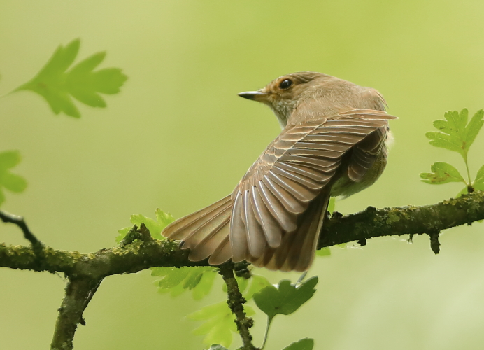 Spotted Flycatcher