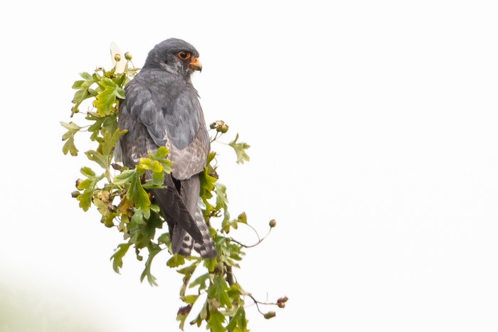 Red-footed Falcon