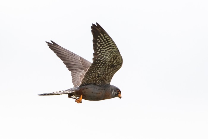 Red-footed Falcon