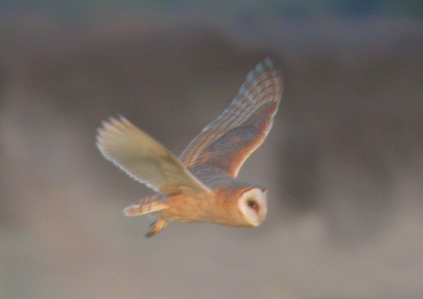 Dark-breasted Barn Owl