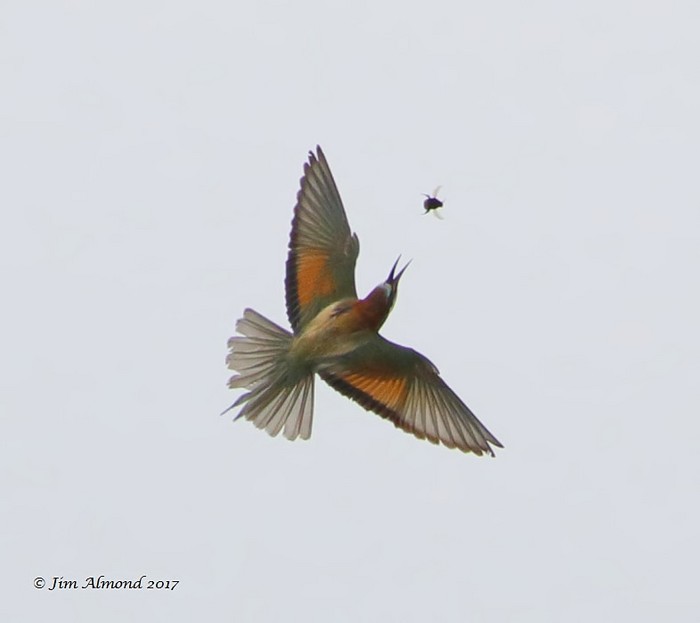 Bee-eater