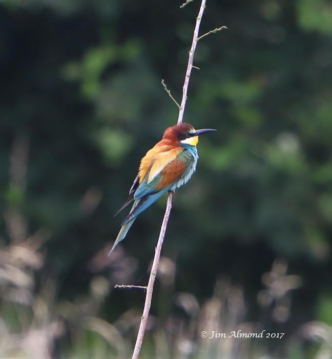Bee-eater