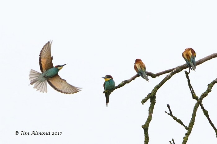 Bee-eater