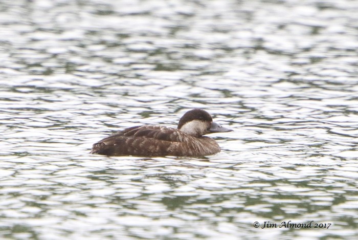 Common Scoter