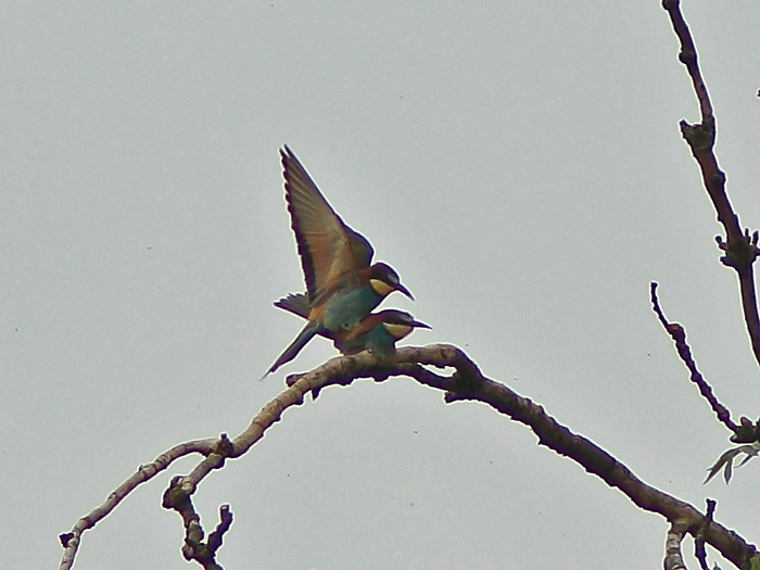 Bee-eater