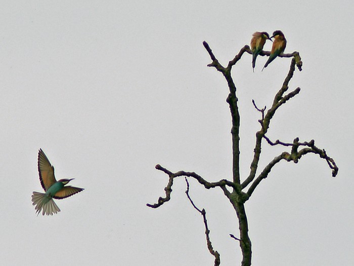 Bee-eater