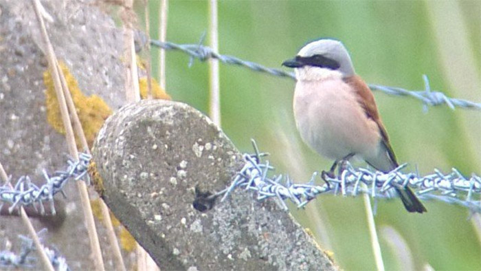 Red-backed Shrike