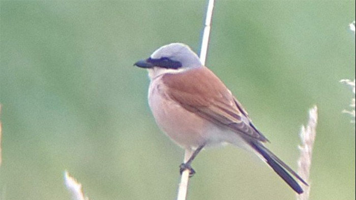 Red-backed Shrike
