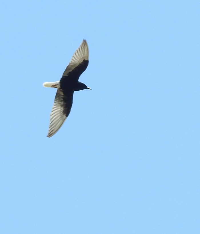 White-winged Black Tern