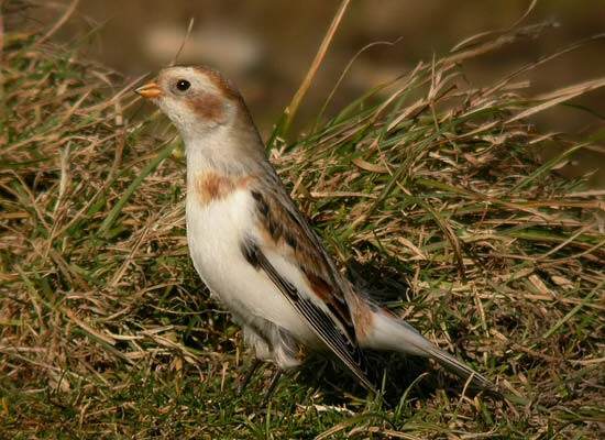 Snow Bunting