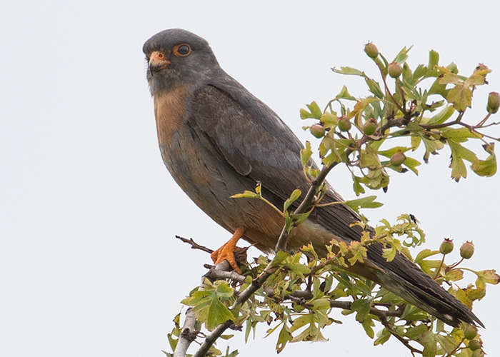 Red-footed Falcon