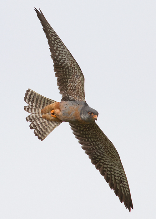 Red-footed Falcon