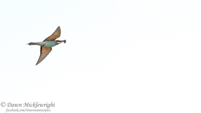 Bee-eater