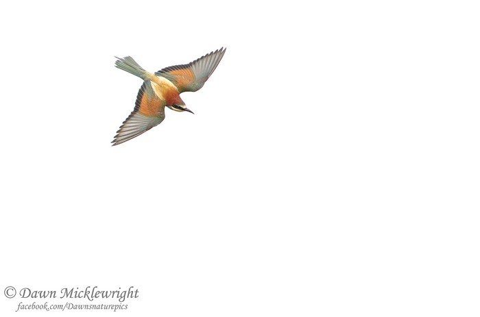 Bee-eater