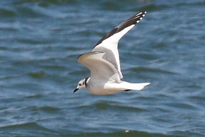 Sabine's Gull