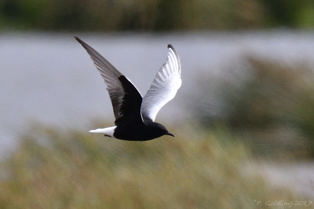 White-winged Black Tern