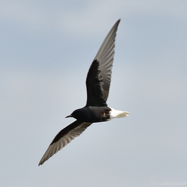 White-winged Black Tern