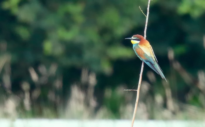 Bee-eater