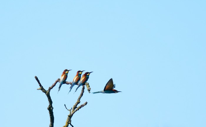 Bee-eater